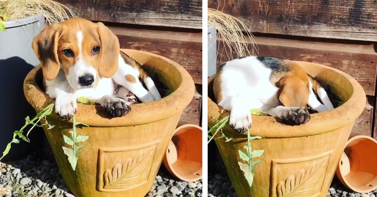 Il cucciolo di Beagle ha deciso di dormire dentro un ad un vaso (video)