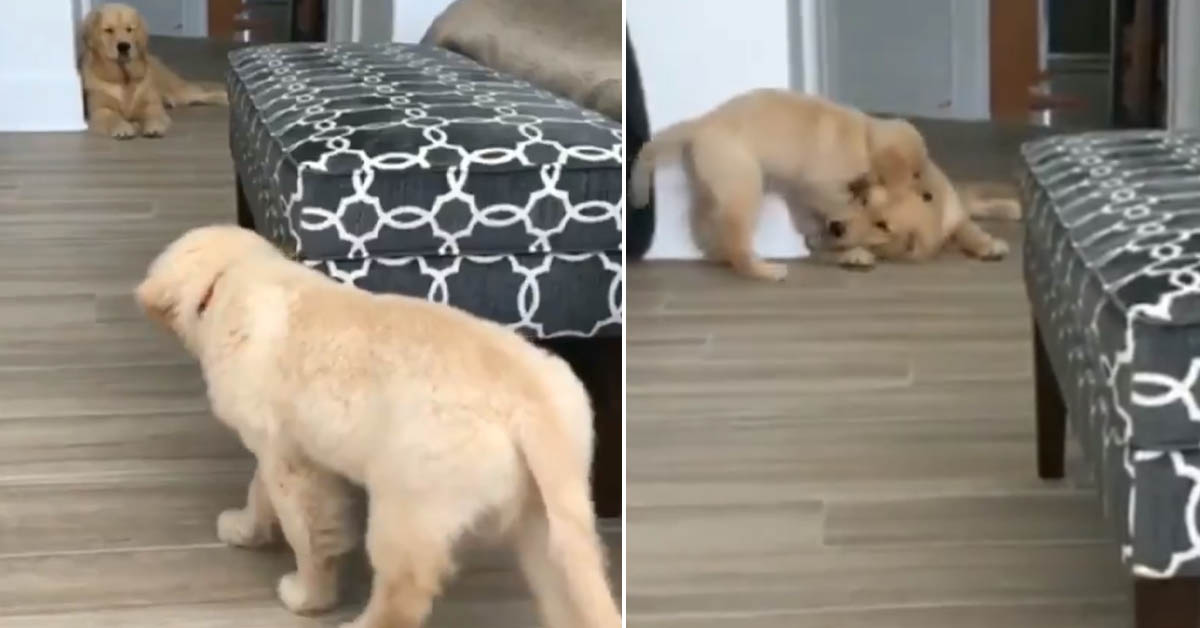 Il cucciolo di Golden Retriever crede di essere invisibile mentre fa un agguato al papà (video)