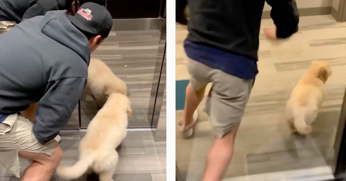 Il cucciolo di Golden Retriever fa una gara di velocità con il suo proprietario (video)