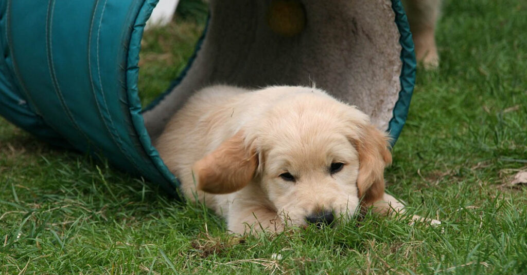 Cucciolo di Golden Retriever che gioca