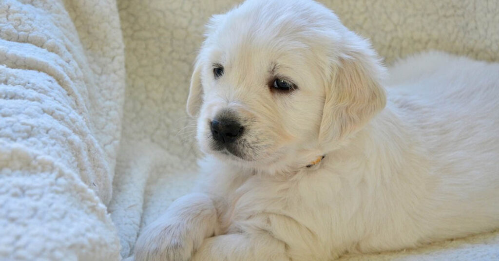 Cucciolo di Golden Retriever che osserva