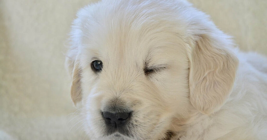 Cucciolo di Golden Retriever che fa l'occhiolino