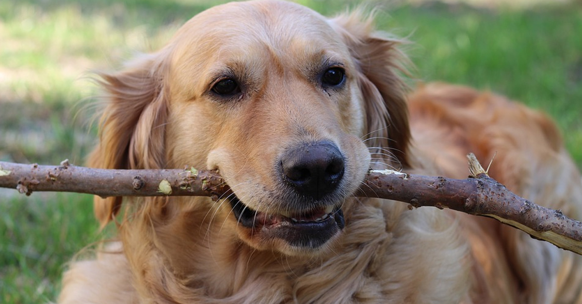 L’incredibile amicizia tra un Golden Retriever e un maialino (video)