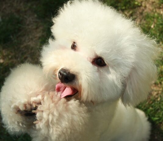 Barboncino Origini Prezzo Caratteristiche E Allevamenti Il Mio Cane E Leggenda