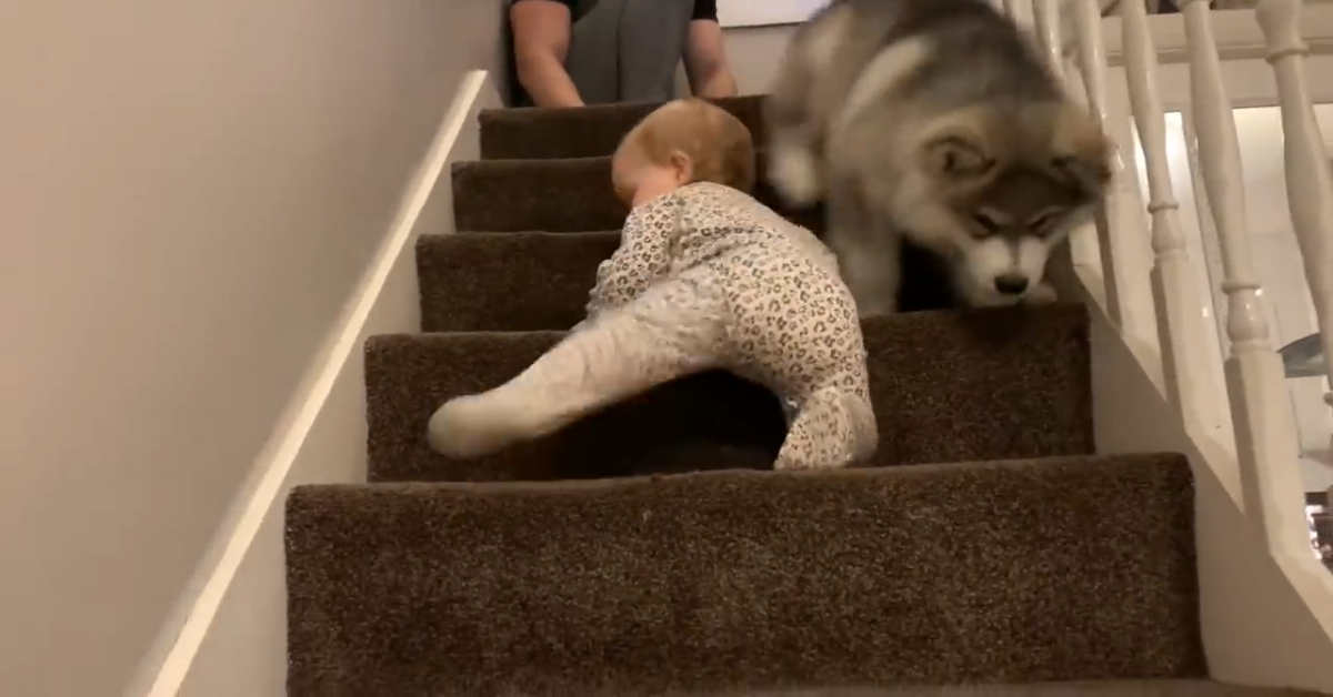 Un cucciolo di Malamute impara con la sua dolce sorellina (VIDEO)