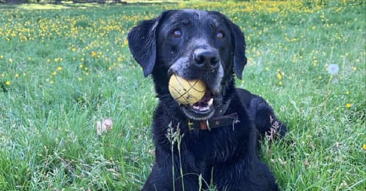 Frank, il Labrador che riconosce il quadro del fratello (FOTO)