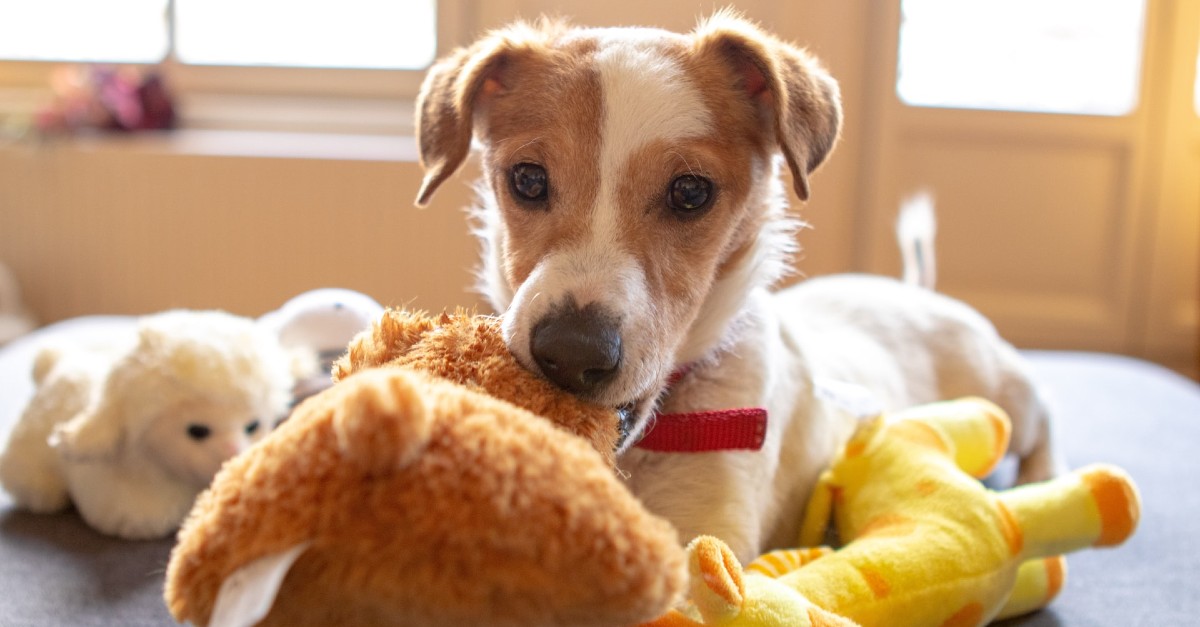 Cuccioli di Russell Terrier, come educarli e socializzarli sin da piccolissimi