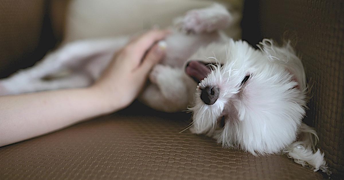 Ecco perché è meglio non toccare il cane in questi specifici punti e che cosa ne pensa