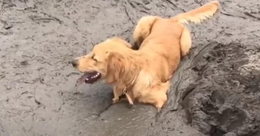 Golden Retriever giocano in una pozzanghera