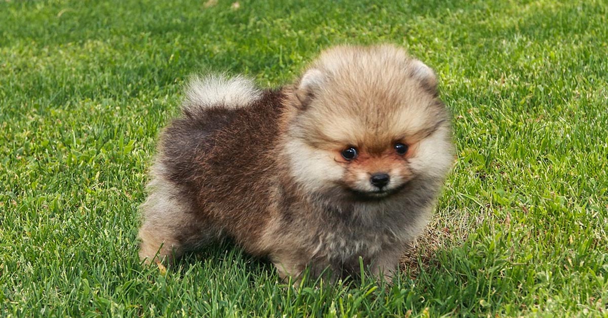 I due cuccioli di Pomerania sono troppo stanchi per giocare insieme (video)