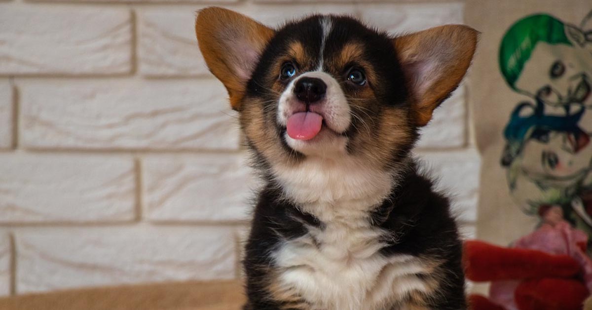 Il cucciolo di Corgi si finge morto di fronte al finto sparo (video)