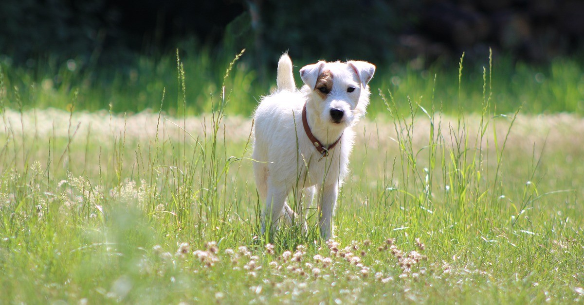 ussell Terrier guarda un programma di cani in tv