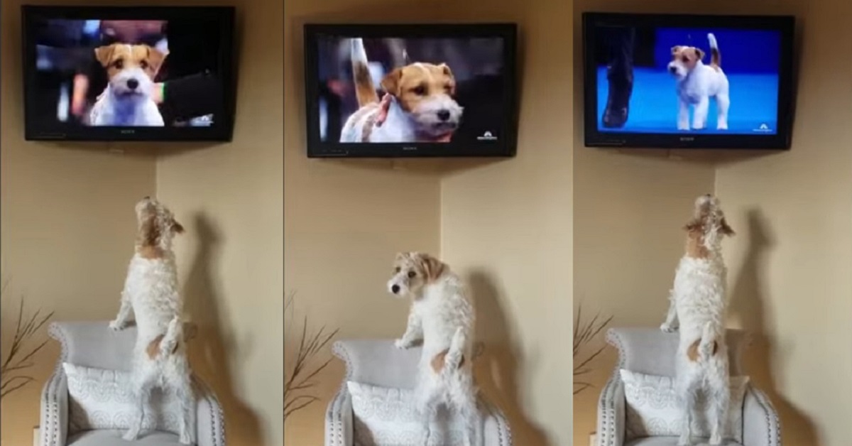 ussell Terrier guarda un programma di cani in tv