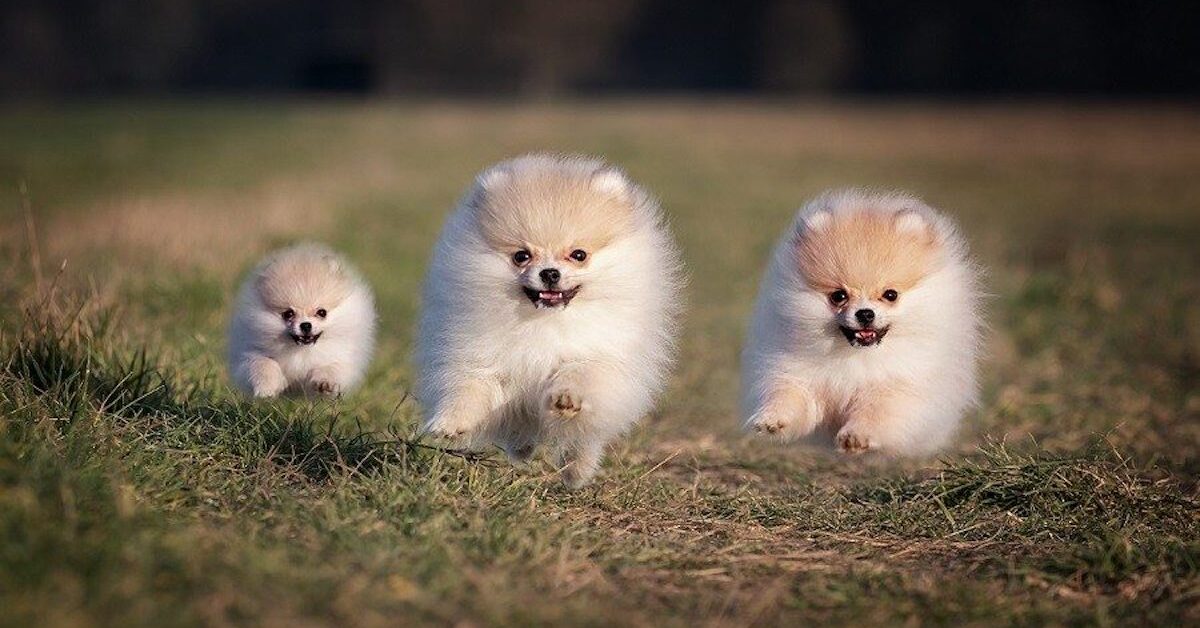 Cuccioli Di Pomerania: Comportamento, Carattere E Tutto Su Di Loro