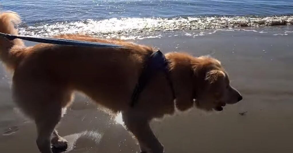 Golden Retriever sulla spiaggia