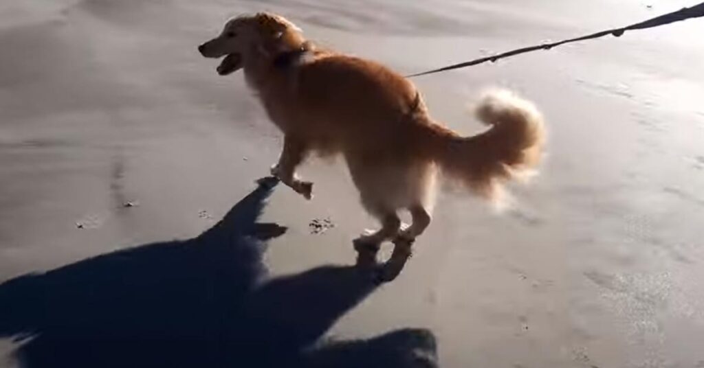 Golden Retriever sulla spiaggia