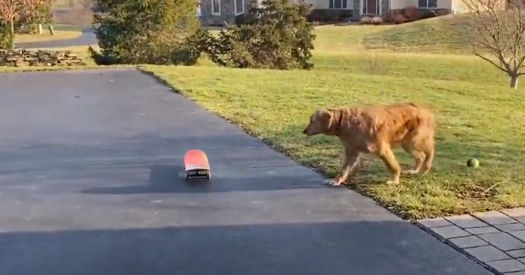 Golden Retriever che osserva uno skateboard