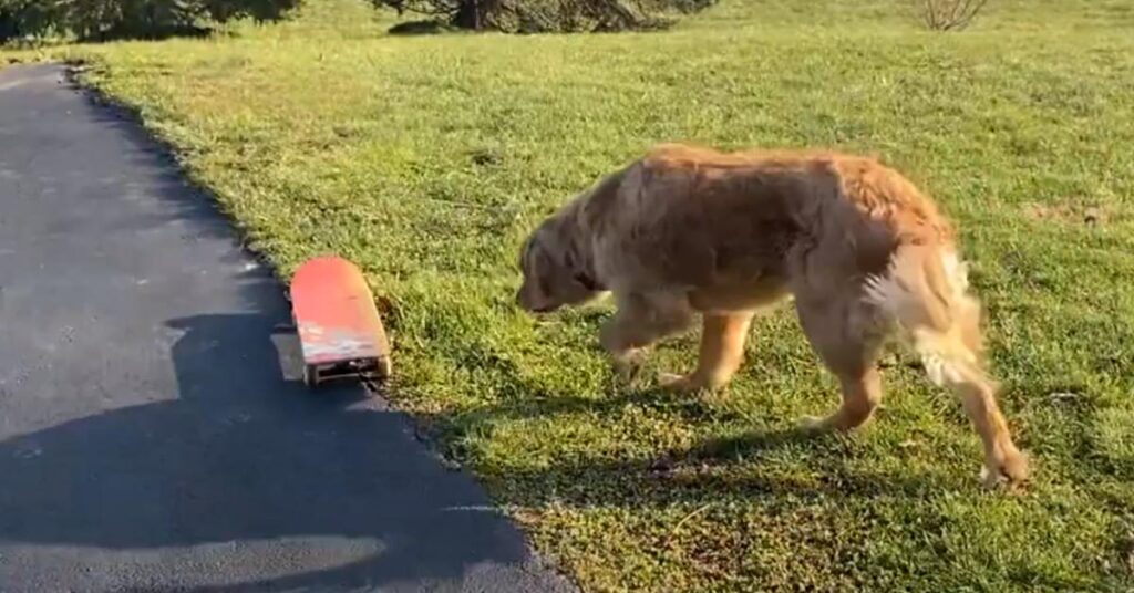 Golden Retriever che osserva uno skateboard