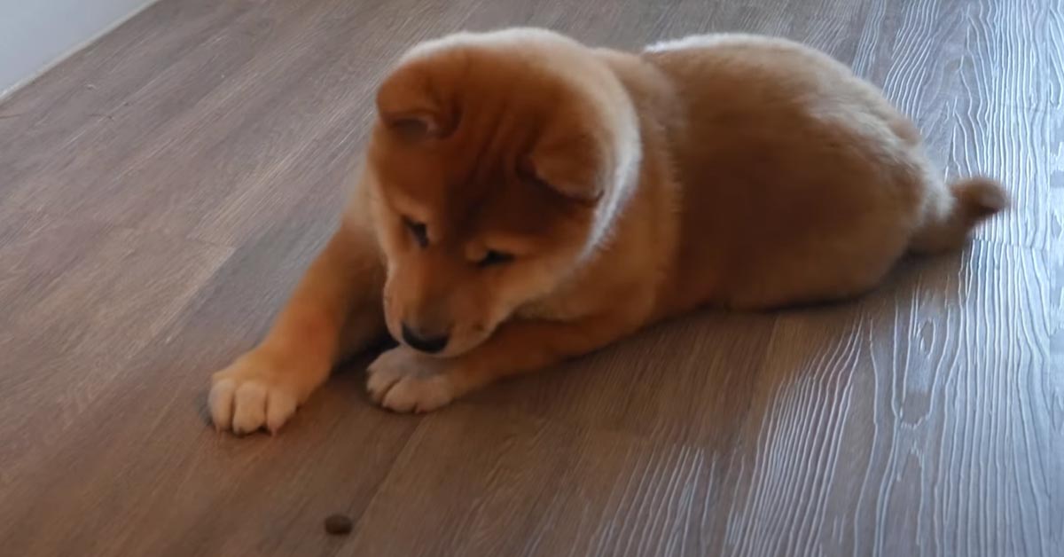 Il cucciolo di Shiba Inu ha una reazione tutta da ridere di fronte al nuovo cibo (video)