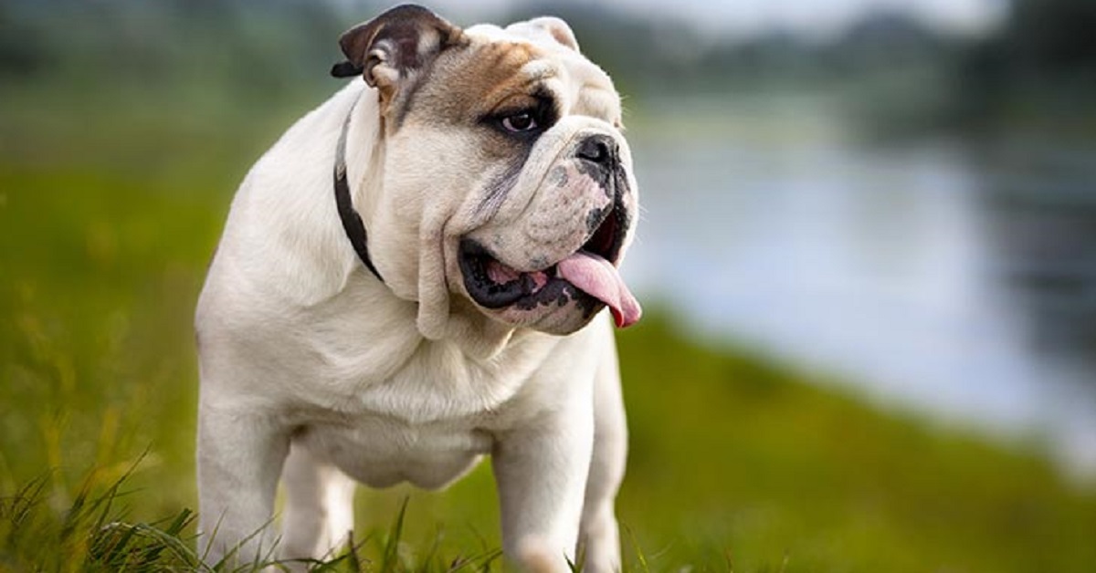 Cucciolo Bulldog Inglese ha una lucertola sul muso, vediamo come nel video cerca di non starnutire