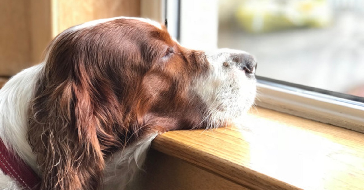 Ecco perché il tuo cane potrebbe avere questi atteggiamenti se sei rientrato da una vacanza