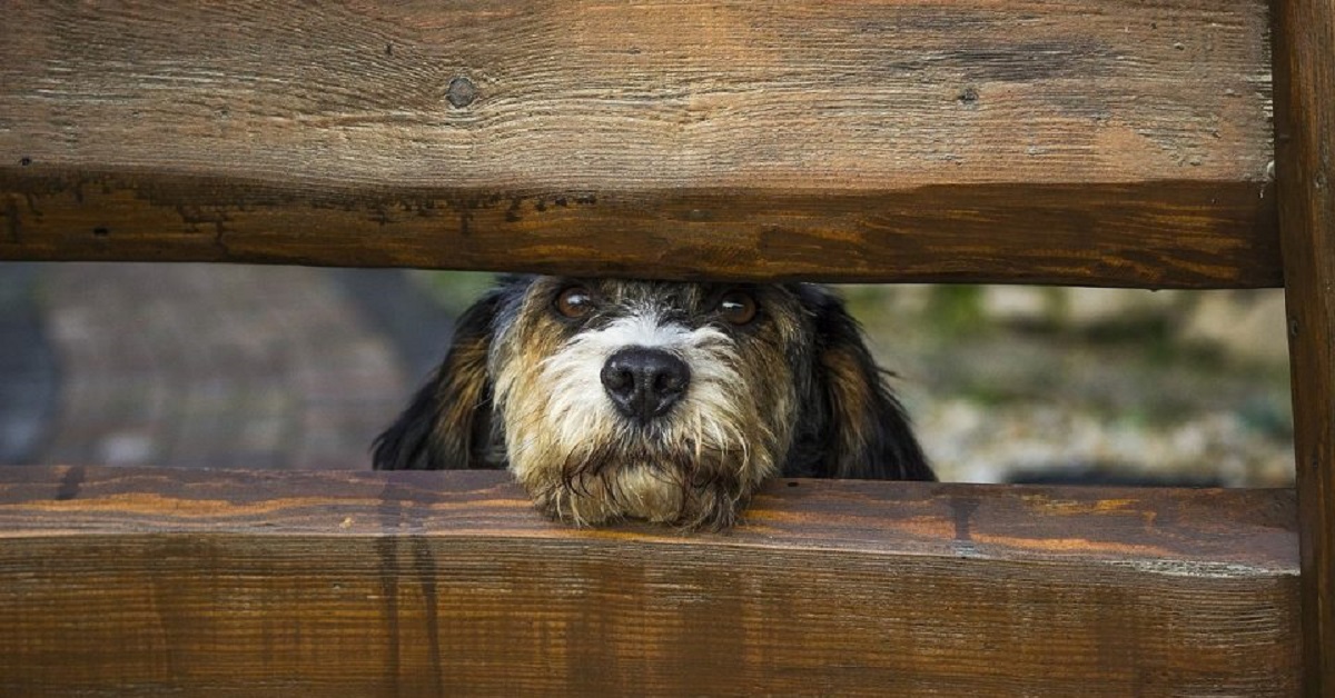 I cuccioli di cane si affacciano dai buchi della staccionata, il video è qualcosa di imperdibile