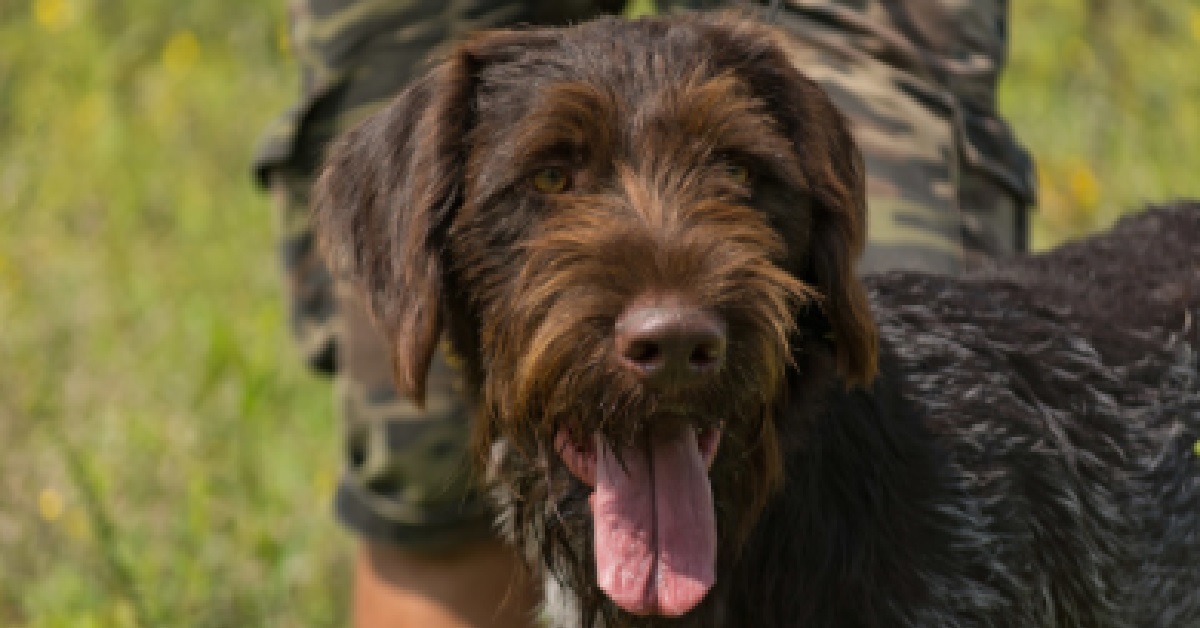 Il cucciolo Bracco Tedesco ha una “barba” fantastica, non si può fare altro che ammirarla in video