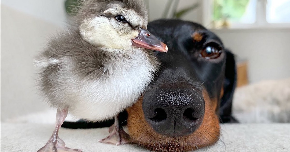 Il cucciolo di cane incontra per la prima volta una piccola paperella, tutto lo spettacolo in video