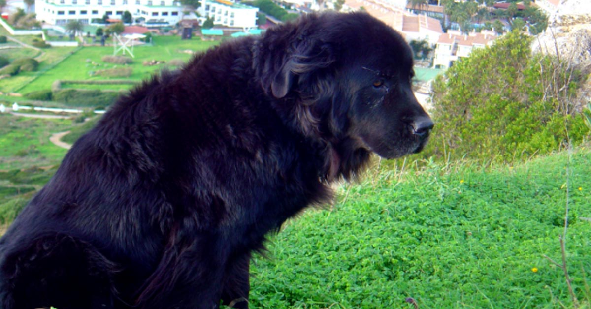 Il Cavalier King e il Terranova si divertono a giocare insieme (video)