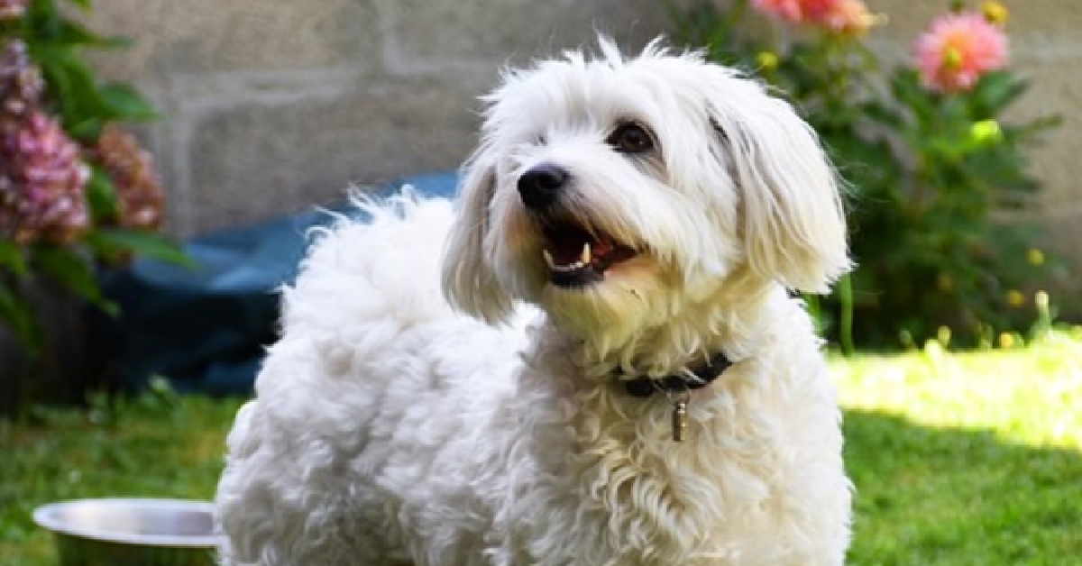 Cucciolo Bichon non può fare a meno di sorridere, tutta la sua assoluta tenerezza in video