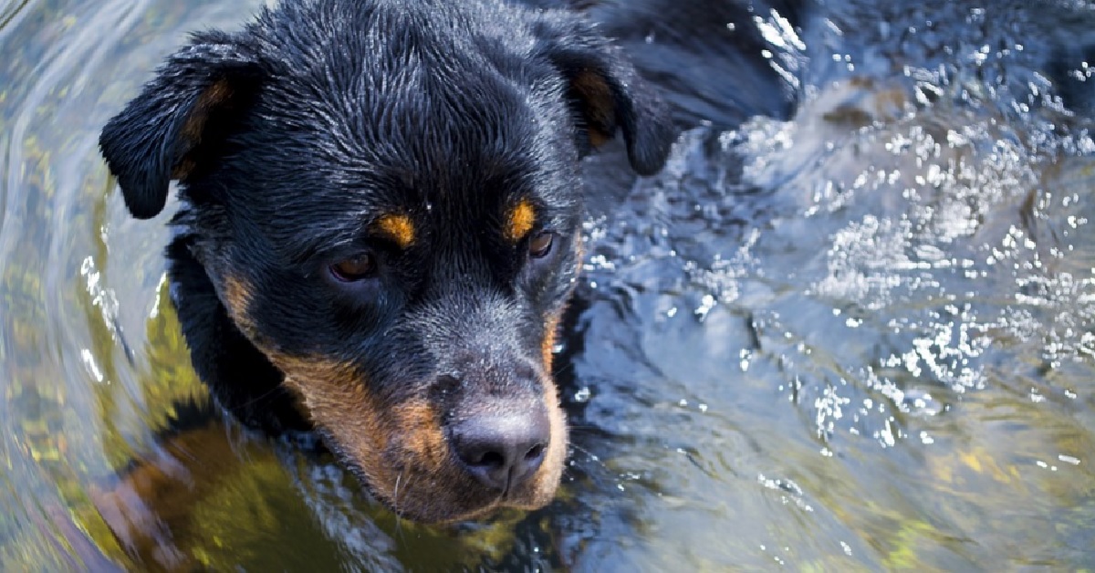 Cucciolo Rottweiler fa di tutto per rimanere in piscina, il video è sensazionale