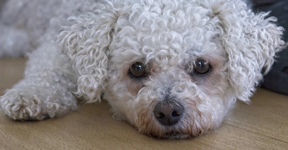 Il cucciolo Bichon non riesce a superare un semplice cancelletto, i suoi buffi tentativi in video