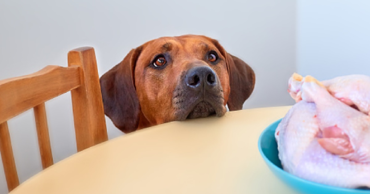 Il cucciolo Bo-Jack Terrier fa finta di non interessarsi al cibo ma dal video capiamo come sia tutta apparenza