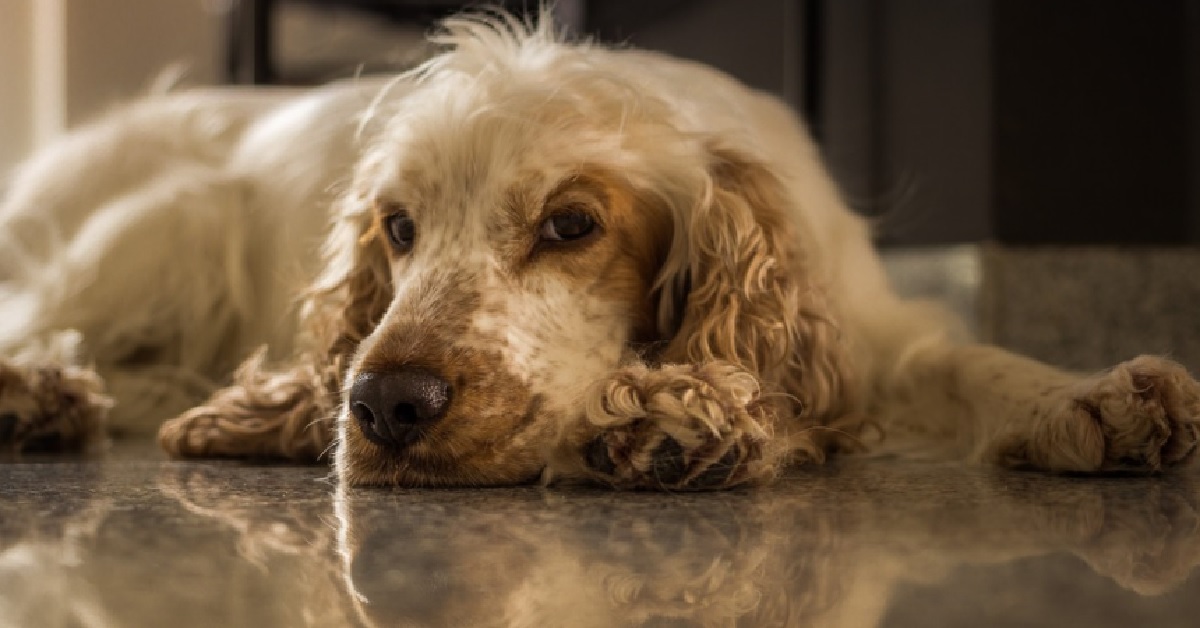 Il cucciolo Cocker Spaniel è il perfetto ladro di calzini e questo video ci spiega il perché