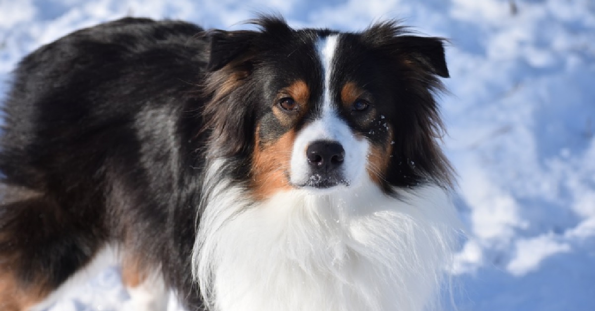 Il cucciolo Pastore Australiano gioca con una grande palla di neve, il suo incredibile divertimento in video