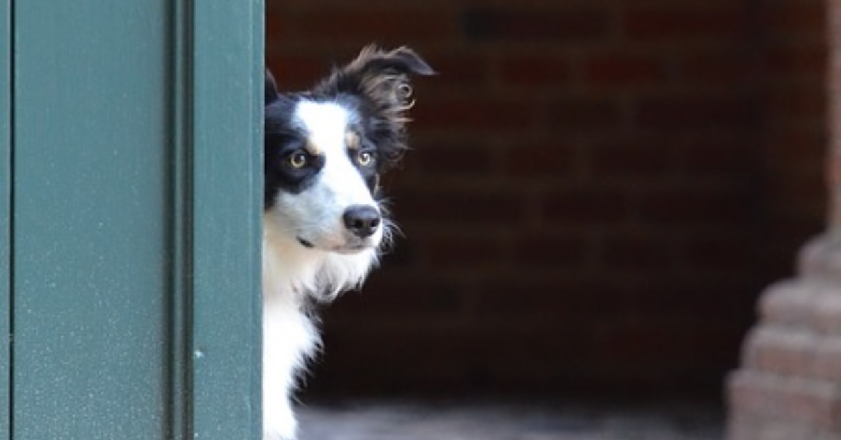 La cucciola Border Collie accoglie così gli sconosciuti che bussano alla porta, il video è impressionante