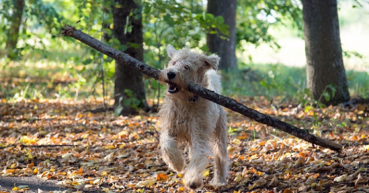 La cucciola di cane escogita un piano per entrare nel parco con il bastone fra i denti, il video fa il giro del mondo