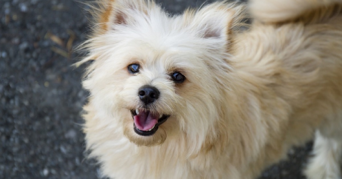 Un cucciolo Pomapoo reagisce in un modo inaspettato al finto svenimento del proprietario, il video è imperdibile