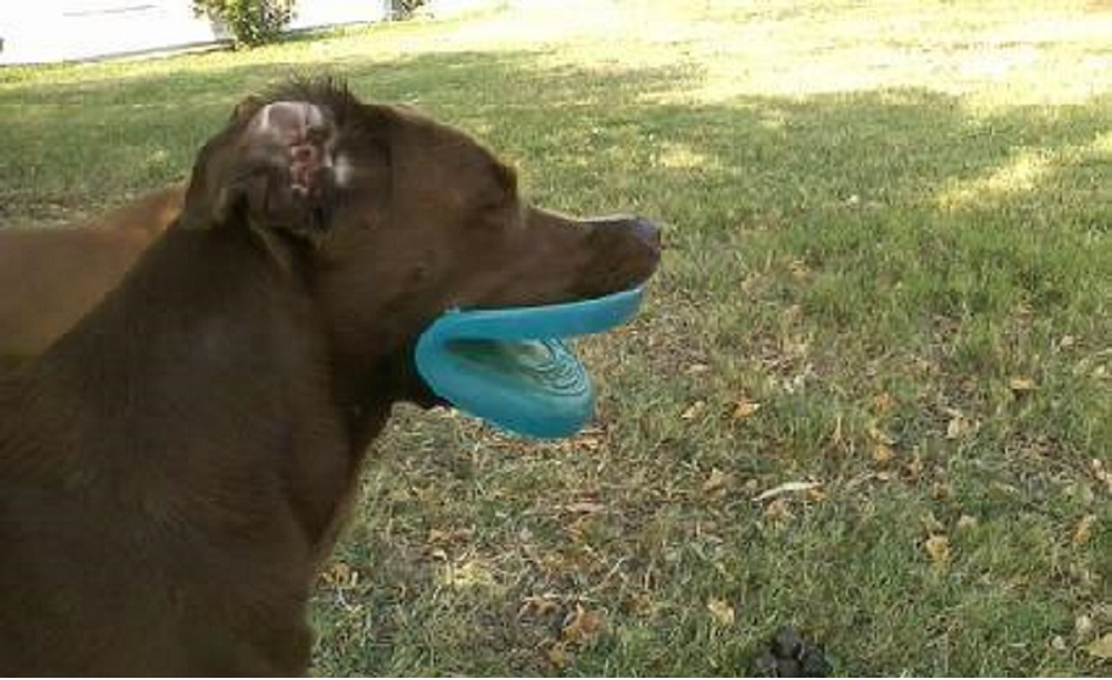 Cane frisbee