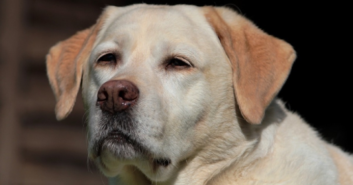 Ai due cuccioli Labrador non piace essere intervistati, il video è imperdibile