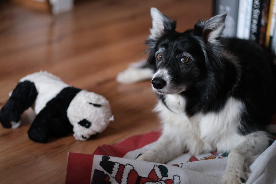 cane anziano in casa