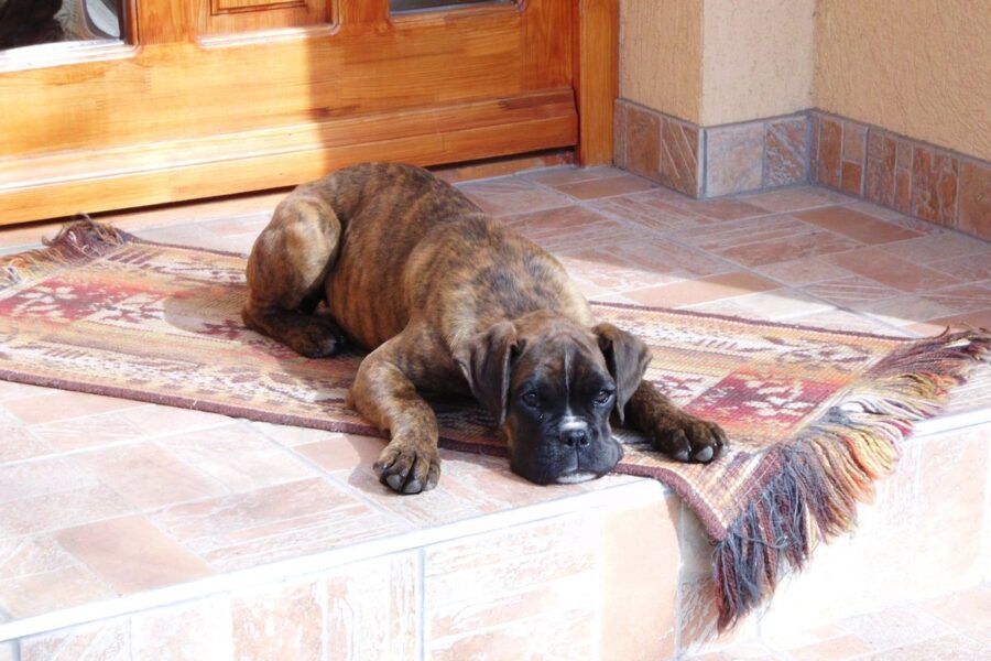 cucciolo che dorme all'ingresso di casa