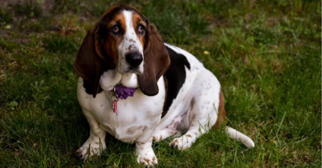 Cucciola Basset Hound si alza sulle zampe per della pizza, il video è strabiliante