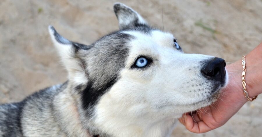 cucciolo di Siberian Husky va al fiume per la prima volta