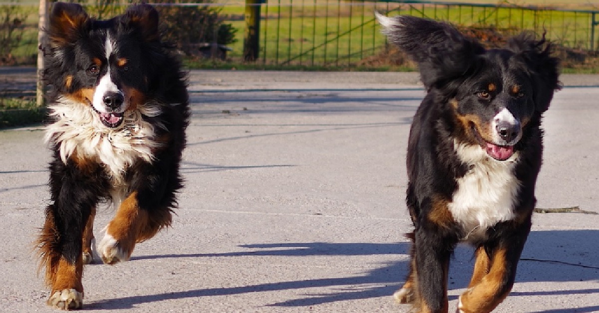 Due cuccioli Bovaro del Bernese si incontrano di nuovo dopo 3 anni dall’ultima volta, il video è toccante