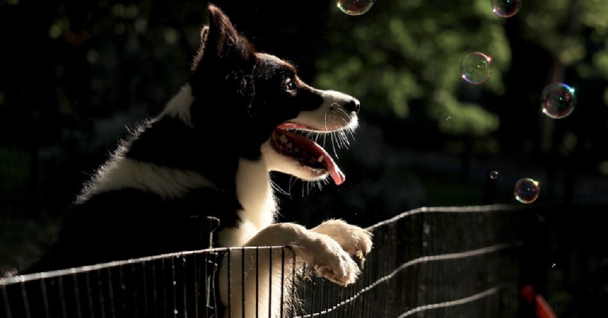 Il cucciolo Border Collie chiede ad un finto scheletro di giocare assieme, il video vi meraviglierà