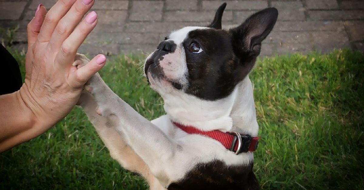 Il cucciolo Boston Terrier ha problemi nel giocare con la sua pallina preferita, il video ci spiega perché