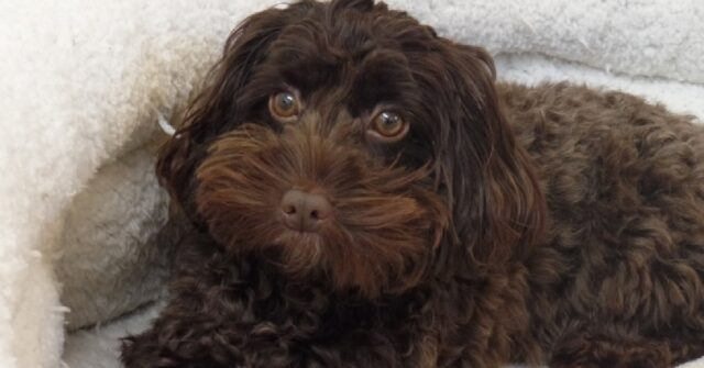 Il cucciolo Cockapoo adora trasportare la sua cuccia in giro per casa, il video