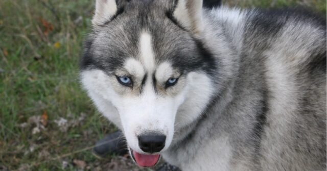 Il cucciolo Husky non vuole avere nulla a che fare con la stufa, il video è curioso