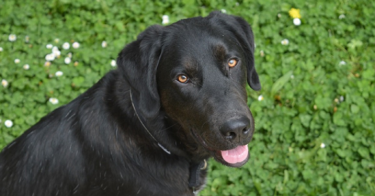 Il cucciolo Labrador della polizia non resiste all’abbraccio della mascotte, il video è entusiasmante